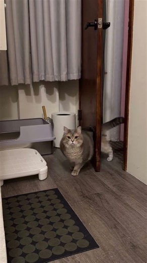 cat door opening 🐾🐾🐾 #fun #funny #reaction #catvideos #shaababies #comedy #pets