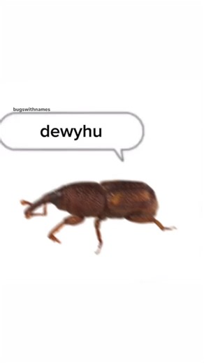 Bugs with names:) on Instagram: "i tried new things out with the animations do we fw karaoke weevil dancing and stuff? #meme #bug #memes #memesdaily #funnymemes #insect #insects #bugmeme #naturelovers #like #explore #bugs #love #art #reels #instagram #beautiful #photooftheday #follow #funny #instagood #viral #popular #weevilwednesday #haha #laugh #lmao #fun #comedy #cute"