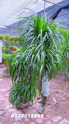 Những cây phát tài núi cực đẹp , mang lại phong thủy tốt , tiền tài đầy kho ạ #xuhuong #cay #caycanh #cayphattai #phattainui #ngochoahong | NhàVườn Ngọc Hoa Hồng