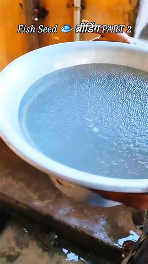 Unity_Indian_Fish_Farming on Instagram: "Fish Seed 🐟 ब्रीडिंग PART 2 Fish Farming Consultancy 🐟 Unity Indian 🇮🇳 fish farming 🐟 Machhali Palan Crest 🚀 #how_to_start_a_fish_farming #fishing_farm #fishlove #fishfarming #aquaculture #biofloc_tank_setup #biofloc #biofloc_system #biohacking #biofloc_fish_farming #biofloc_machli_palan #biofloc_fish_farming_in_india #biofloc_system #viralreels #view #viralreelsvideo❤️ #instafollow #instareels #instalike #instamood #trendingreels #trend"