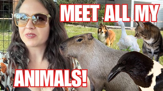 Farm Tour – Meet All the Animals at Dark Wings Wildlife