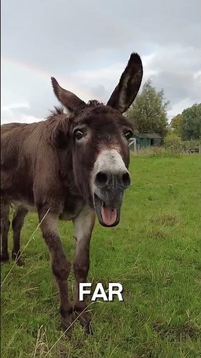 “THE UNTOLD LIFE OF THE DONKEY — The Most Misunderstood Animal on Earth”