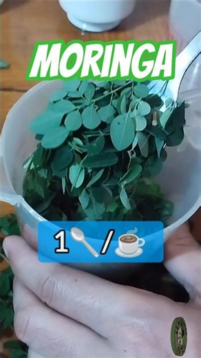 This is how Moringa Tea is made 🌿