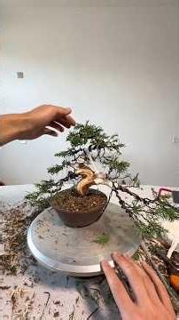 How to turn rotten tree roots into artI struggled and researched for days to create this juniper tre