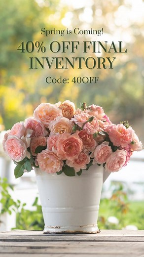 Our biggest rose bush sale of the season!! Take 40% off our final inventory of roses before spring. We have over 100 varieties available for shipping starting in March. Every plant arrives as a potted, leafed out, and budded beauty ready to bloom this spring - no dormant plants or waiting for them to grow and bloom. California Grown! Final quantities are available now and won’t be restocked. 💓 Code: 40OFF 💓 Did you order a rose bush from us? Which one(s)? Thank you so much! 💞 | Grace Rose Far