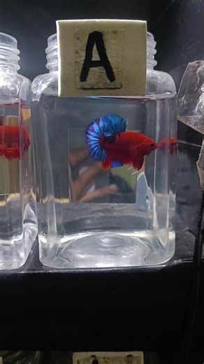 Spil Urut Part 2👌 #bettagenetictbarsi #bettafish #ikancupang #cupanghiasindonesia #bettafish_indo