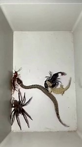 31K views · 59 reactions | “Unbelievable top-view fight inside a closed white box where a spider, dirty white lizard, small snake, centipede, and scorpion clash in rapid action. The full box is visible from the upper side as all creatures attack each other at once. Intense, shocking, and impossible to look away from. (AI Generated)” #MultiAnimalFight #SpiderSnakeScorpion #WildlifeClash #ViralVideo | Insect Planet | Facebook