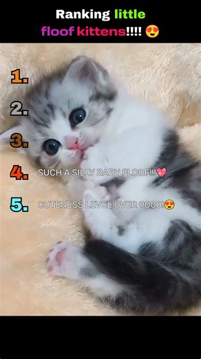 Ranking Cutest Little Floof Kittens Ever! #shorts #kitten