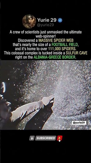 Scientists Just Found the World’s Largest Spider Web and You Won’t Believe What’s Living Inside! 🕷️😱