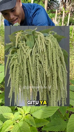 Greenarium on Instagram: "Amaranthus caudatus Green 👨🏼‍🌾🌱🌱🌱🪴🌿 Percobaan lagi, perbanyakan benih Amaranthus caudatus hijau untuk #bouquet . Mau benihnya? Eiitsss sabar dulu wak. #flowers #gardening #amaranthuscaudatus #summerflowers"