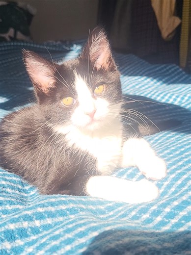 Sun, warmth, and a very happy kitten ☀️🐱 #catsoftiktok #kittenlife #cosycats #sunlovingcat #catnap