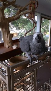 Apollo chewing the mic ASMR 😌 #apolloandfrens | Apollo and Frens