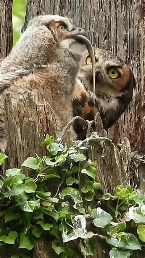 Thee Owl Queen | Baby owl eats snake, but LOOK at mom’s face! This is one of the most amazing things I have ever filmed. It was a 15 Hour Drive one way and... | Instagram