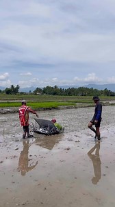 572K views · 4.1K reactions | Client turnover & Operators training of GC-6RRT 6 rows mechanical rice transplanter at Banga, South Cotabato, Philippines  1st time user po sa unit but pero sanay gumawa nang dapog! Godbless you Rice farming journey sir! For more details send us a message or Call us! 0953 - 651 - 9140 (Romart) 0950 - 672 - 0838 (Arian) 0936- 586 - 6808 (Regine) 0975 - 447 - 1178 (Paul) #guilcoragrimac #GC6RRT #roadtomechanization | Guilcor Agrimac | Facebook