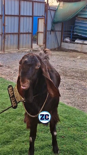 Baba Jaan Itna Pyaara Bakra😍 #bakraeid #bakraeid2026 #bakraeidspecial #bakra #goats #trending #goat