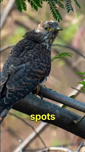 Cuckoo Bird Identification Made EASY