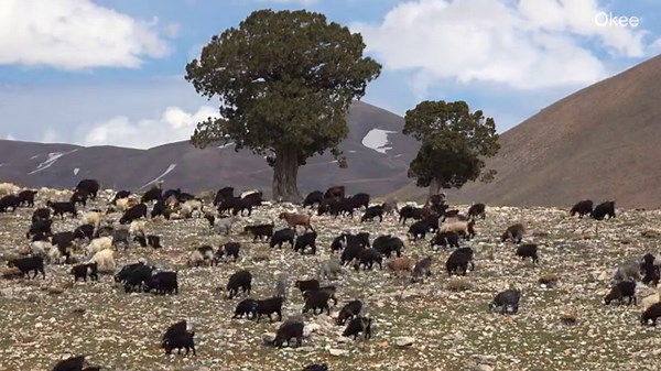 Eagle Attack Mountain Goat