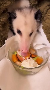 Injured opossum found on the road #animals #love #shorts | Paws Life