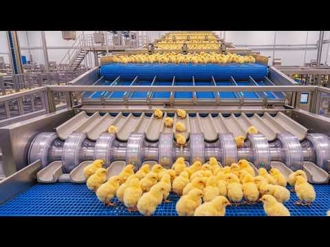 How Millions of Chickens Are Raised: Inside a Mega Factory (Egg to Broiler)