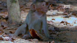 O.M.G Million pity baby monkey Bobby can't move crying looking for mum help 😢😭🙏 ==================== Support me : https://bit.ly/3A6JhA0 Join Group : https://bit.ly/3uE2nfH | Monkeys Buzz