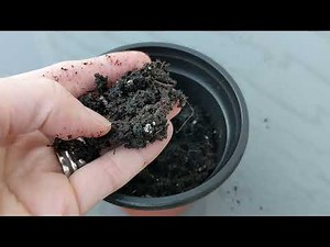 Pro Mix Potting Soil (Review)