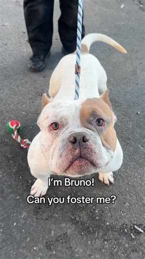 Associated Humane Soc.-Newark on Instagram: "Hi! My name is Bruno! 🐶 I’m a young, short and squatty bully mix living at AHS Newark Animal Shelter. After a scary accident that damaged part of our kennel roof ❄️🏚️, we’re all safe—but many of us still really need foster homes 🏡❤️. I’ve been so happy seeing my friends head out to foster 🐾✨, and I’m hoping I can be next. I’m just 2 years old 🎉 and came to AHS after being rescued as a lost dog 💔➡️❤️. I’d love a break from the shelter and a cozy