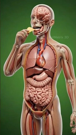 Eat Potato Chips & See What Happens Inside Your Body #digestivesystem #healthshorts #potatochips