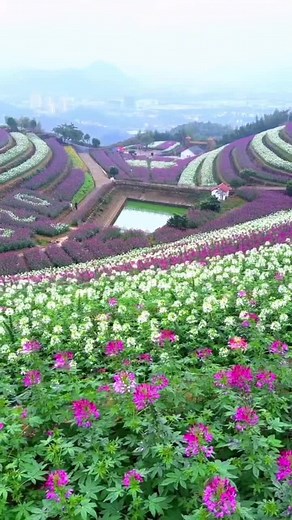 日本の自然と美しい花の絶景