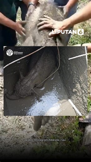 Seekor anak gajah betina berusia sekitar 7 hari terperosok ke septic tank sedalam 2,5 meter di Perumahan Karyawan PT Arara Abadi, Kecamatan Minas, Kabupaten Siak, Riau. Insiden ini memicu amukan sekitar 10 gajah liar yang merusak enam kamar mess karyawan, Minggu (22/2/2026). Kepala Balai Besar KSDA Riau, Supartono, mengatakan tim Wildlife Rescue Unit langsung diterjunkan. “Sekitar 10 ekor gajah mengamuk dan meraung-raung. Setelah masuk ke greenbelt, terdengar teriakan anak gajah dan ditemukan te