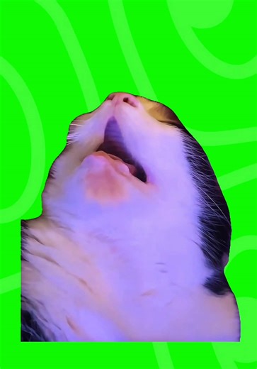 DM “MEME” to get the 4K download 📥 Snoring cat meme #meme #greenscreen #funnymeme #greenscreenmemes #workmeme