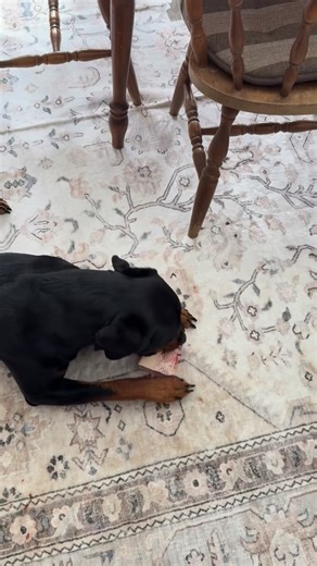 🦴 Our dogs have a frozen marrow bone almost every day! They are on a RAW diet and the bones are a part of it plus a high value treat ❤️ | DursoK9