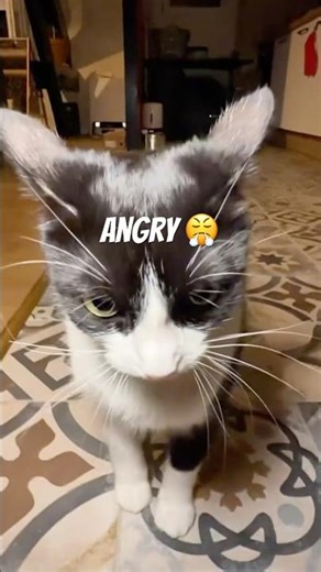 Angry cat #catfails #angrycat #funnyvideos