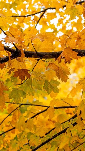 Beautiful Fall colors in Downtown Greeneville, Tennessee this morning. . #greenevillephotographer #greenevilletn #smalltownlife | Rebecca Belcher