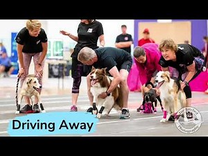 Flyball: Learning the Foundations - Online Class with Shelly Switick