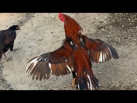 Powerful Rooster Morning Crow – Unbelievable Sound!