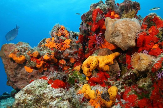What Do Corals Eat? 10  Things They Can Eat