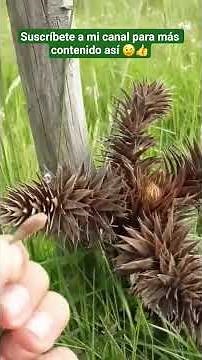 🍂The death of the Araucaria trees, the possible disappearance of an ancient species. #nature #Chile