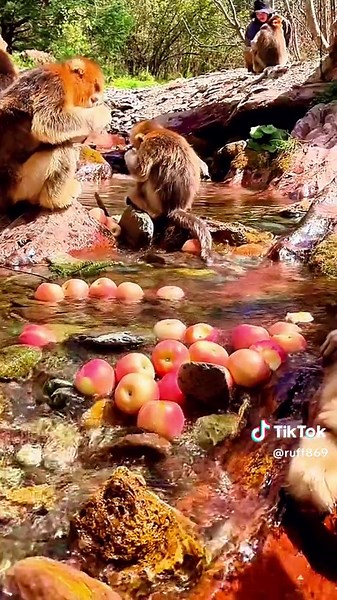 probiscus Monkey amazing video.#top #fyp #fruit #foryou #yummy #fresh #shorts #ytshorts