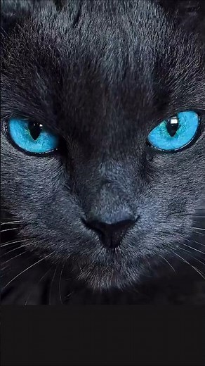 The Most Beautiful Cat Eyes You’ll Ever See 👁️✨ | Mesmerizing Feline Beauty