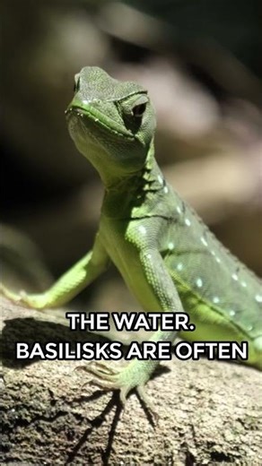 Why Predators Can't Catch This Lizard | Logic Umpire