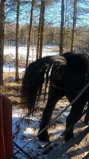 Horse pooping! #drafthorses #workinghorses #percheron