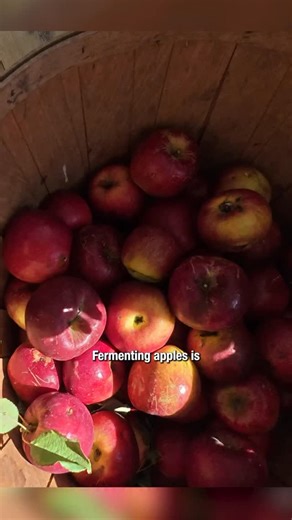 I used Jonathan apples for my ferments this fall and they came out absolutely wonderful! 🤩🍎 • • #ferment #apples #lactofermentation #mineralsalt #reeljoy #guthealth #joyofalltrades #fermentation | Joy of All Trades