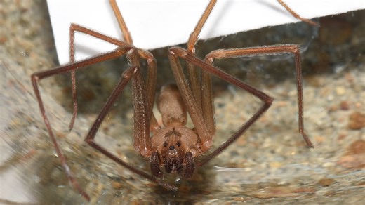 Spot a brown recluse in your Georgia home? How to protect your space, reduce bite risk