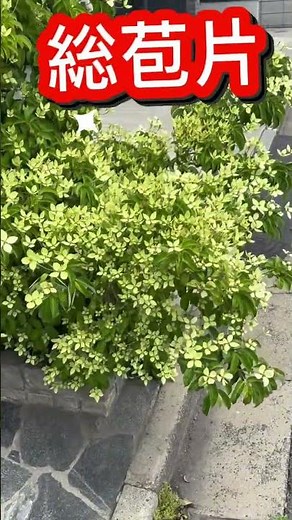 緑色の花⁉️ヤマボウシ｜道端花図鑑5 調布の道端の花
