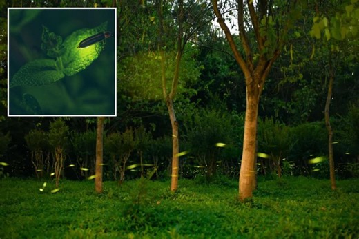 Exclusive | Fireflies make dazzling comeback in NYC area for this surprising reason