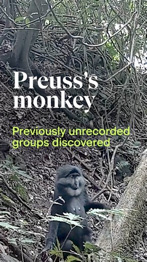 3.4K views · 57 reactions | Grooming, foraging, fighting and guarding...