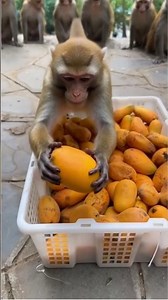 it's just a fake mango😂🐒#viralshort