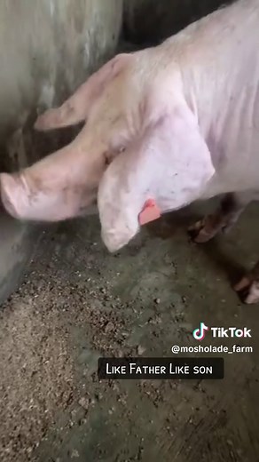 MOSHOLADE FARM on TikTok
