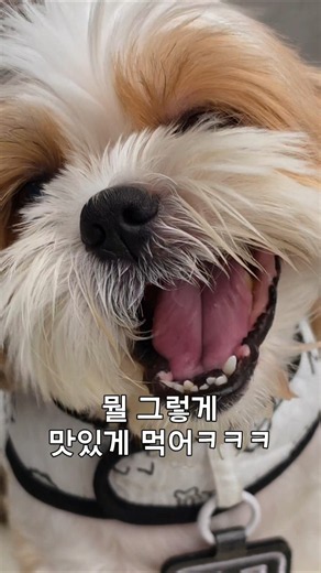 (볼륨을 키워보세요) 강아지 얼음먹방 ASMR 🧊