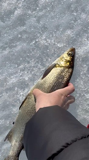 Catch and release